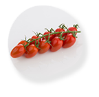 paradajka